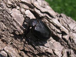 Attēlu rezultāti vaicājumam “Osmoderma barnabita imago”