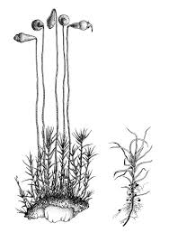 Attēlu rezultāti vaicājumam “Leptobryum pyriforme”