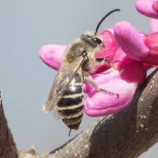 Attēlu rezultāti vaicājumam “Andrena”