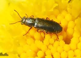 Attēlu rezultāti vaicājumam “Dasytidae”