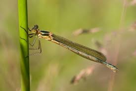 Attēlu rezultāti vaicājumam “Lestes sponsa”