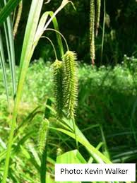Attēlu rezultāti vaicājumam “Carex pseudocyperus female flower”
