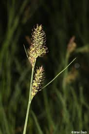 Attēlu rezultāti vaicājumam “Carex hartmanii”