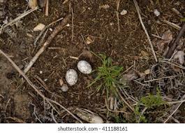 Attēlu rezultāti vaicājumam “Caprimulgus europaeus egg”