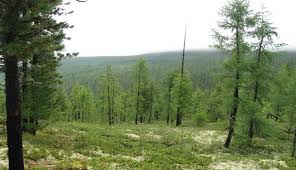 Attēlu rezultāti vaicājumam “Larix sibirica”