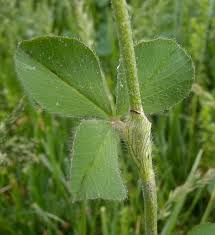Attēlu rezultāti vaicājumam “Trifolium spadiceum leaf”