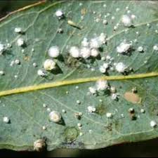 Attēlu rezultāti vaicājumam “Licea pygmaea sessile”