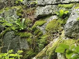 Attēlu rezultāti vaicājumam “Neckera crispa sporophyte”