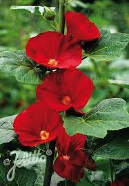 Attēlu rezultāti vaicājumam “Alcea rosea leaf”