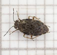 Attēlu rezultāti vaicājumam “Saldula saltatoria”