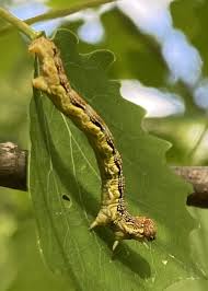 Attēlu rezultāti vaicājumam “Erannis defoliaria larva”