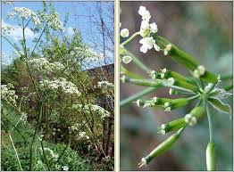 Attēlu rezultāti vaicājumam “Anthriscus sylvestris fruit”