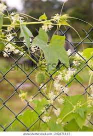 Attēlu rezultāti vaicājumam “Echinocystis lobata flower”