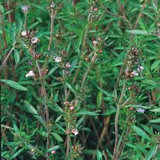 Image result for Bohnenkraut