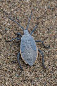 Attēlu rezultāti vaicājumam “Heteroptera”