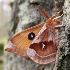 Attēlu rezultāti vaicājumam “Aglia tau”