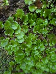 Attēlu rezultāti vaicājumam “Pellia”