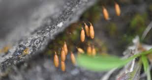 Attēlu rezultāti vaicājumam “Bryum pallescens”