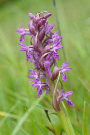 Attēlu rezultāti vaicājumam “Dactylorhiza incarnata”