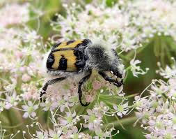Attēlu rezultāti vaicājumam “Trichius fasciatus”
