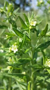 Attēlu rezultāti vaicājumam “Lithospermum officinale leaf”