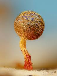 Attēlu rezultāti vaicājumam “Physarum pezizoideum macro”