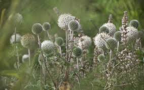 Image result for Echinops spaerocephalus