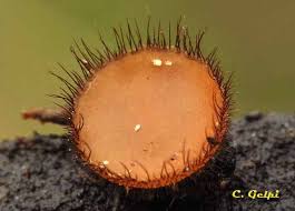 Attēlu rezultāti vaicājumam “Scutellinia scutellata”