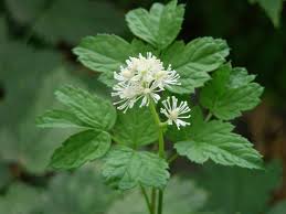 Attēlu rezultāti vaicājumam “Actaea spicata”