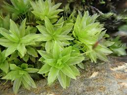 Attēlu rezultāti vaicājumam “Atrichum flavisetum”