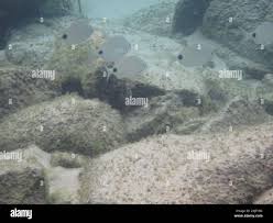 Image result for Diplodus capensis