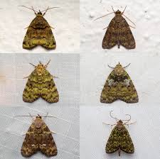 Attēlu rezultāti vaicājumam “Nolidae”