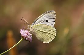 Attēlu rezultāti vaicājumam “Pieris brassicae underside”
