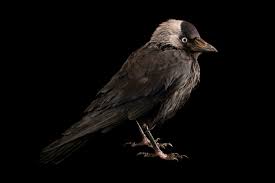 Attēlu rezultāti vaicājumam “Corvus monedula”