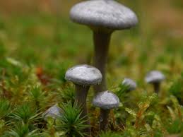 Attēlu rezultāti vaicājumam “Cantharellula umbonata”