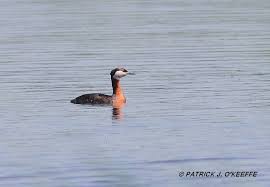 Attēlu rezultāti vaicājumam “Podiceps grisegena”