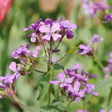 Image result for Lunaria annua