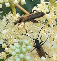 Attēlu rezultāti vaicājumam “Anastrangalia sanguinolenta”