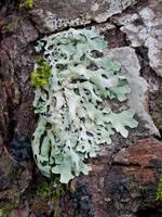 Attēlu rezultāti vaicājumam “Parmelia submontana”