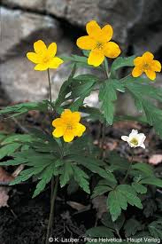 Attēlu rezultāti vaicājumam “Anemone ranunculoides flower”