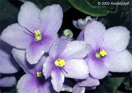 Image result for Saintpaulia ionantha Culitvar