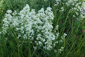 Attēlu rezultāti vaicājumam “Galium boreale”
