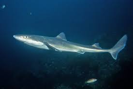 Image result for Squalus acanthias
