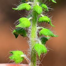 Attēlu rezultāti vaicājumam “Ambrosia artemisiifolia fruit”