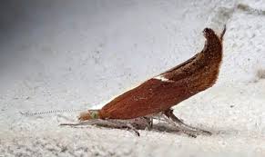 Attēlu rezultāti vaicājumam “Ypsolopha dentella”