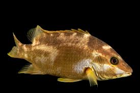 Image result for Lutjanus apodus