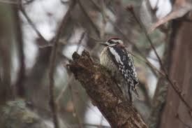 Image result for Sphyrapicus varius