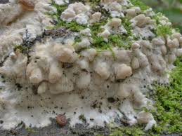 Attēlu rezultāti vaicājumam “Junghuhnia pseudozilingiana”