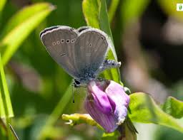 Attēlu rezultāti vaicājumam “Cupido minimus underside”