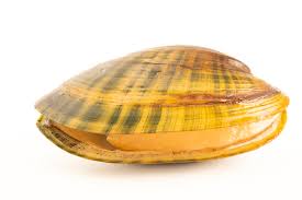 Attēlu rezultāti vaicājumam “Physarum luteolum sessile”